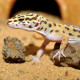 HABISTAT LEOPARD GECKO BEDDING 5 KG (R4100125) субстрат для геконів