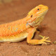 HABISTAT BEARDED DRAGON BEDDING 10 KG (R4100120) субстрат для бородатих агам