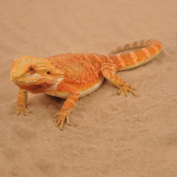 HABISTAT REPTI-SAND NATURAL 5 KG (R4100100) пустельний пісок