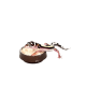 HABISTAT CALCI DISH (R3100055) миска для кальцію